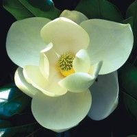 Atlanta Botanical Garden logo