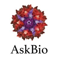 Intern-Clinical Immunology – AskBio Inc. – Jobs in Durham, NC | OpenJobs AI
